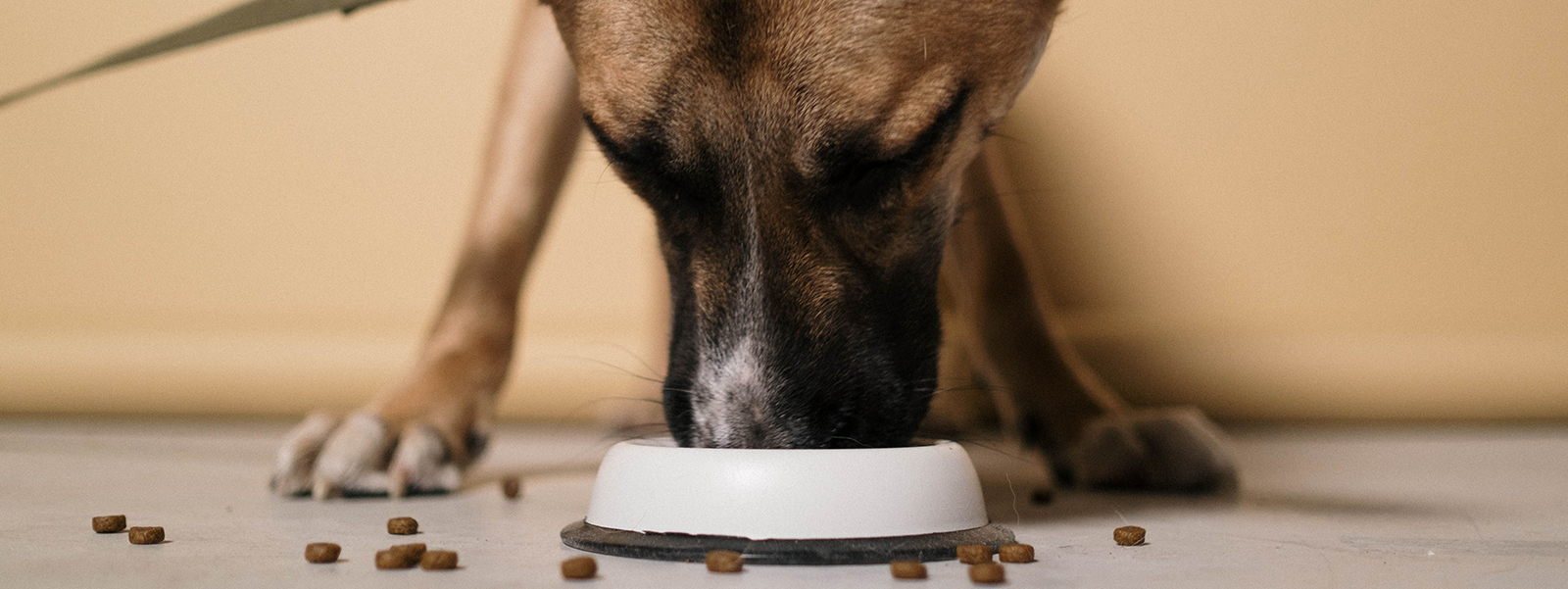 PetFlow Case Study: Scaling Fulfillment with SnapFulfil